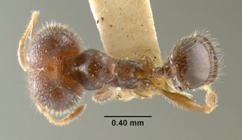 Media type: image;   Entomology 20733 Aspect: habitus dorsal view
